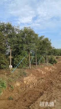 6公分高杆红叶石楠