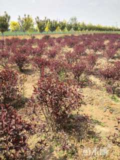 0.8公分紫叶矮樱