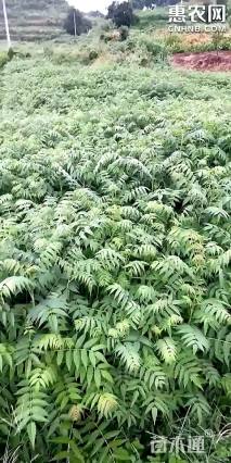 0.3公分红油香椿