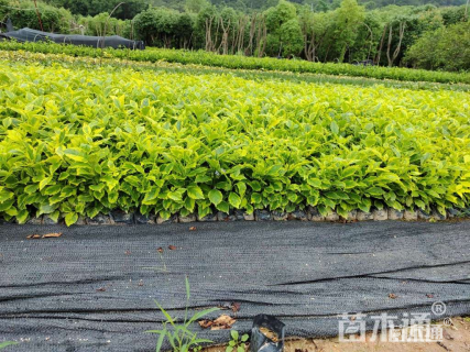 高度23厘米金边假连翘