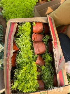 高度12厘米金叶佛甲草