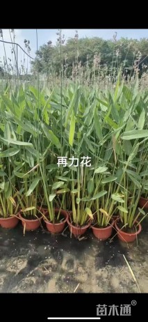 高度40厘米再力花