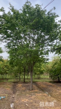 25公分榉树