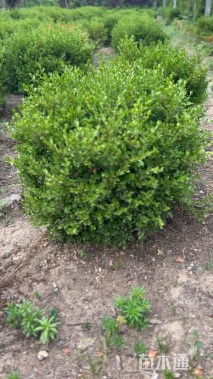 冠幅100厘米瓜子黄杨球