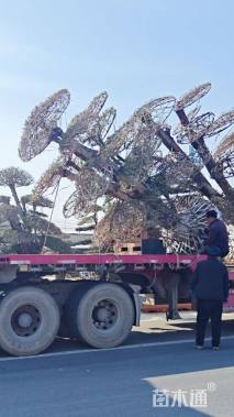 28公分对节白蜡