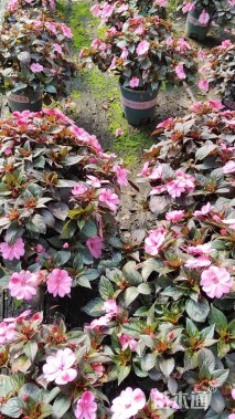 高度40厘米凤仙花