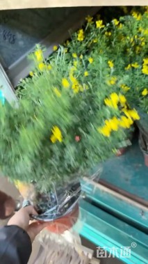 高度30厘米鬼针草