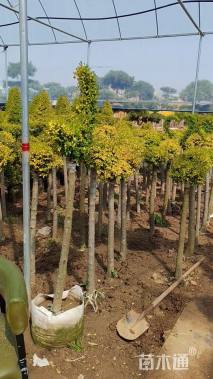 5公分造型小叶女贞