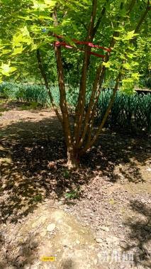 高度400厘米丛生五角枫