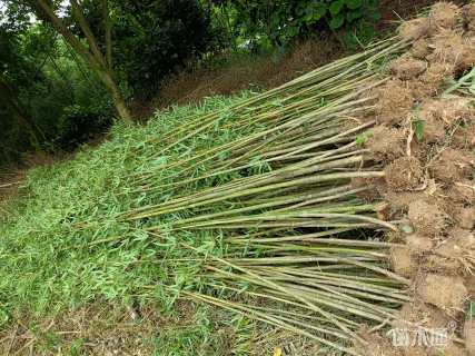 地栽苗金镶玉竹