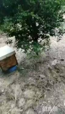 高度190厘米嘉宝果