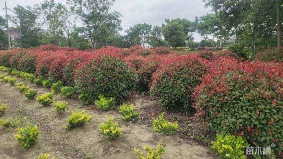 高度150厘米红叶石楠柱