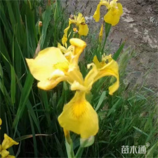 高度30厘米黄花鸢尾