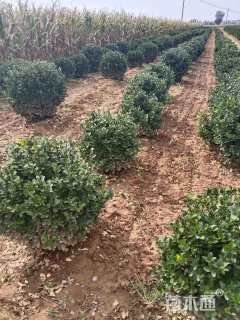 冠幅60厘米冬青球