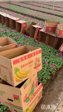 高度25厘米非洲凤仙