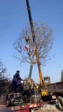 15公分彩叶豆梨