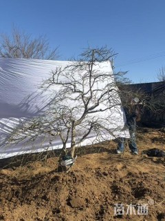 高度150厘米羽毛枫