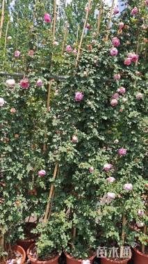 150厘米藤本月季