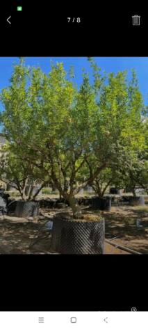 高度250厘米果石榴