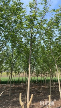 12公分枫杨