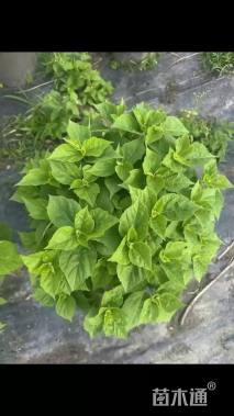 高度35厘米芙蓉葵