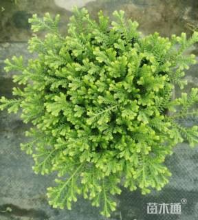 高度10厘米翠云草