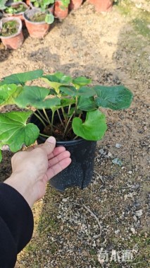 高度20厘米大吴风草