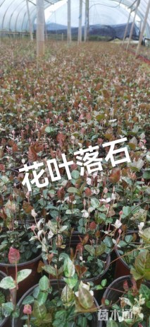 20厘米花叶络石