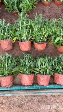 高度20厘米五彩石竹