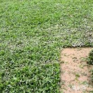 大叶油草