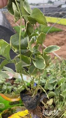 高度20厘米花叶蔓长春