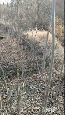 高度50厘米栾树小苗