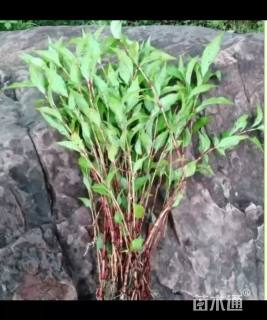 高度60厘米水蓼