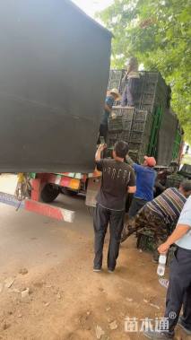 高度30厘米超级凤仙花