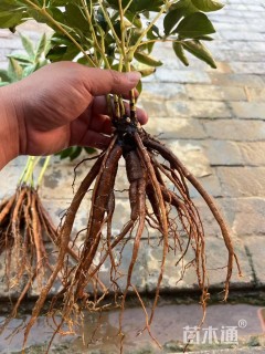 高度30厘米芍药