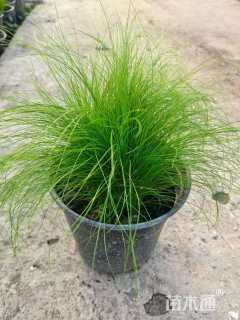 高度20厘米细茎针茅