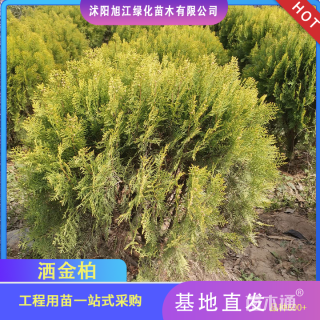 高度80厘米洒金柏