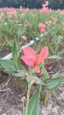 高度30厘米水生美人蕉