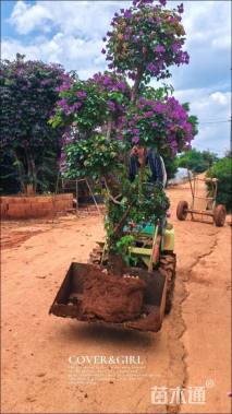 高度75厘米三角梅