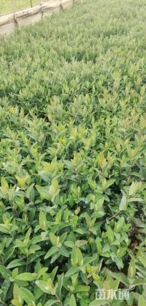 高度25厘米金丝桃