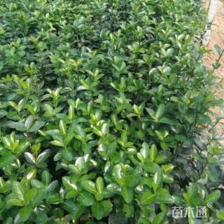 高度90厘米冬青小苗