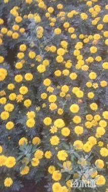 高度15厘米孔雀草