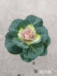 高度15厘米羽衣甘蓝