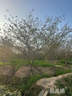 20公分染井吉野樱