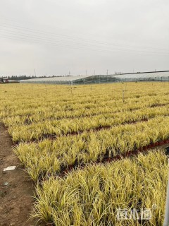 高度15厘米金叶石菖蒲