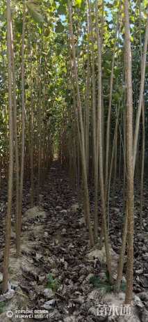 3公分杨树