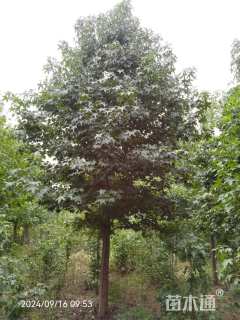 15公分北美枫香