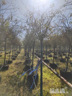 高度180厘米月季