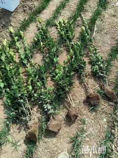 高度150厘米北海道黄杨