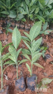 高度25厘米洒金珊瑚小苗